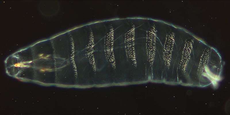 ملف:DrosophilaKutikula.jpg