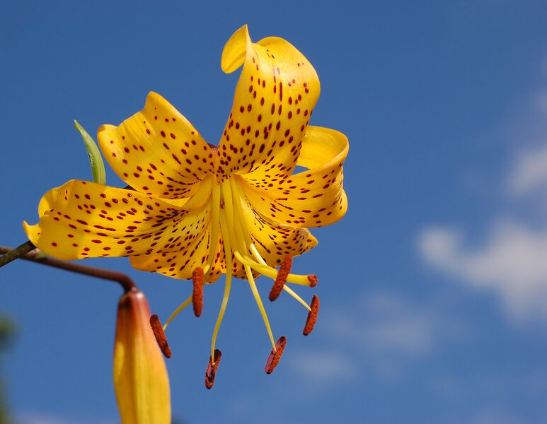 ملف:Lily Lilium 'Citronella' Flower.jpg