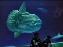 Mola mola ocean sunfish Monterey Bay Aquarium 2.jpg