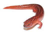 Northern red salamander (Pseudotriton ruber).JPG
