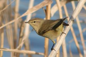 صورة معبرة عن الموضوع سكسكة