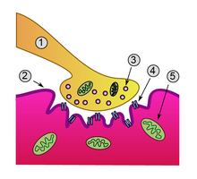 Neuromuscular junction: 1. Axon 2. Muscle cell membrane 3. Synaptic vesicle 4. Nicotinic acetylcholine receptor 5. Mitochondrion
