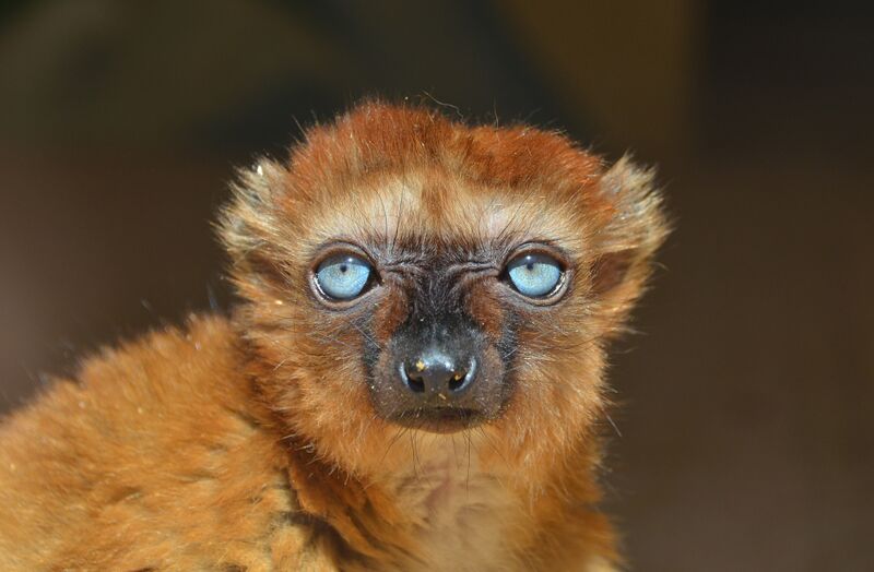 ملف:Blue-eyed black lemur.jpg