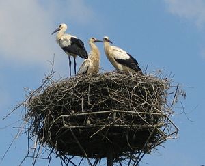 Three long-legged, long-billed black and white birds stand on a huge pile of sticks atop an artificial platform on a pole