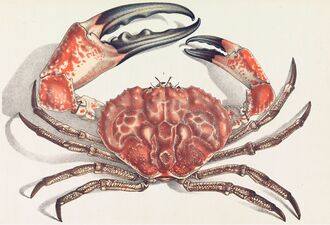 The Tasmanian giant crab is long-lived and slow-growing, making it vulnerable to overfishing.[72]