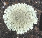 Xanthoparmelia cf. lavicola, a foliose lichen, on basalt.