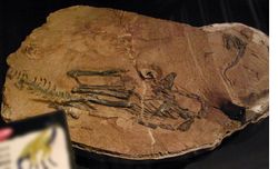 Limusaurus inextricabilis holotype.jpg