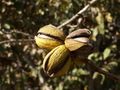 Ripe pecan nuts on tree
