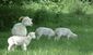 Sheep, Broadnymett, North Tawton, Devon - geograph.org.uk - 449780.jpg