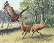 Giant Haasts eagle attacking New Zealand moa.jpg