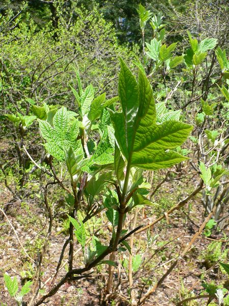 ملف:Hydrangea quericifolia2.jpg
