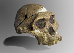 Original skull of Mrs. Ples, a female A. africanus