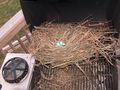 Nest in BBQ gas grill