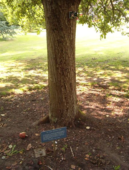ملف:Newton's tree, Botanic Gardens, Cambridge.JPG