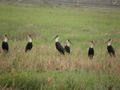 At Koal lands, Thrissur, Kerala, India