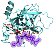 Chymotrypsin 4cha.png