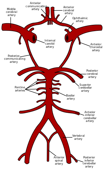 Circle of Willis en.svg