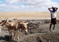 A man searches for water and green pasture for his livestock.