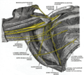 The right brachial plexus (infraclavicular portion) in the axillary fossa; viewed from below and in front.