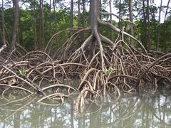 Aerial roots of red mangrove on an Amazonian river.