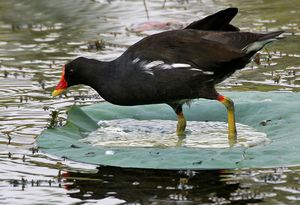 Common Moorhen (Gallinula chloropus) in a Nelumbo nucifera (Indian Lotus) pond W IMG 8779.jpg