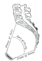 Median sagittal section of pelvis.