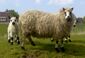 Kerry Hill ewe and lamb.jpg