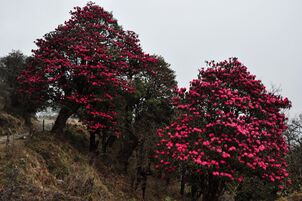 Burans (Rhododendron arboreum)