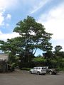 Ochroma pyramidale at the Large tree habit at Tropical Gardens of Maui Iao Valley Rd, Maui