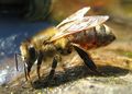 Western honey bee, Poland
