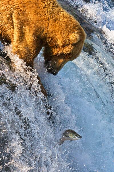 ملف:Grizzly Bear Fishing Brooks Falls.jpg