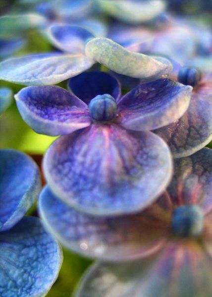 ملف:Hydrangea-round-petal-flower.jpg