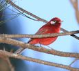 Red Warbler (Ergaticus ruber ruber) cropped.jpg