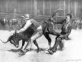 Cracker cowboys wrestling a bull