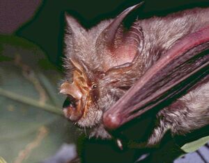 A horseshoe bat viewed in profile with its left wing closest to the camera. The sella is pronounced from this angle, sticking straight out of the center of the nose-leaf. The bat has grayish-brown fur, and the skin on its forearm is pinkish.