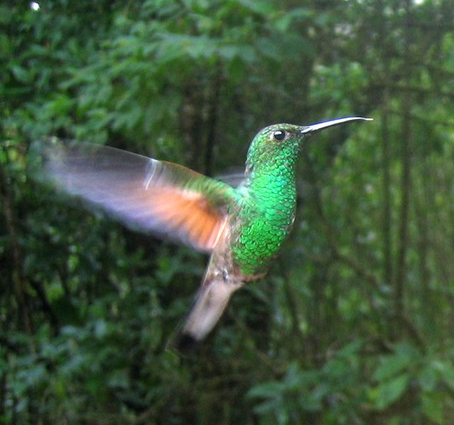 ملف:Stripe-tailed Hummingbird.jpg