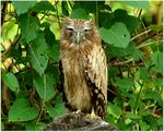 Brown fishh owl by N A Nazeer.jpg