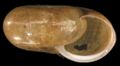 depressed shell of Escargot de Quimper