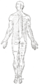Distribution of the cutaneous nerves. Dorsal aspect.