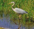 Wading at Grande Lakes Audubon Cooperative Wildlife Sanctuary, Orlando, FL