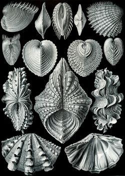 Haeckel Acephala.jpg