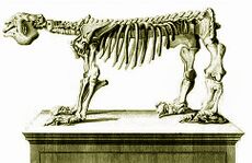 MegatheriumSqueletteCuvier1812.jpg