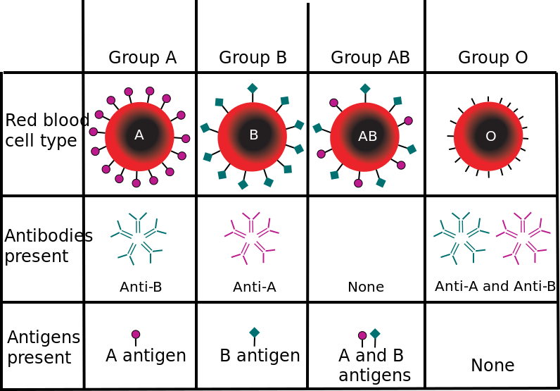 ملف:ABO blood type.svg