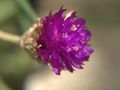 Closeup view of Gomphrena flower in Malaysia