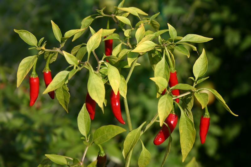 ملف:Thai peppers.jpg