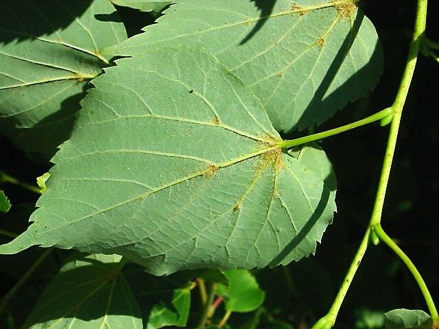 ملف:Tilia cordata. Tilar prieta.jpg