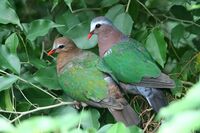 Chalcophaps indica -a pair in captivity-8a.jpg