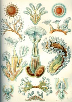 Haeckel Bryozoa.jpg
