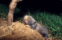 Palestine Mole-rat 1.jpg