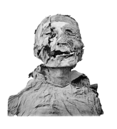 Head and torso of a mummy, the head bears a long deep cut on its right side caused by an axe.